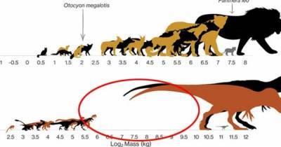 Из крайности в крайность. Ученые выяснили, почему на Земле исчезли динозавры среднего размера - focus.ua - штат Нью-Мексико