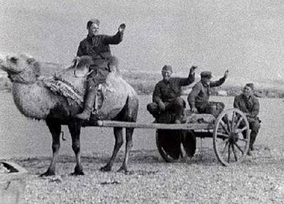 Как красноармейцы воевали на верблюдах против Гитлера - russian7.ru - Берлин - Астраханская обл. - Ахтубинск