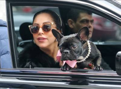 Леди Гага - Собак Леди Гаги похитили со стрельбой - bimru.ru