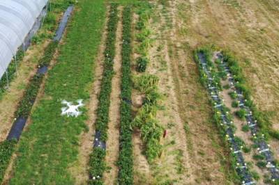 Разработали дрон, который считает клубнику с воздуха - agroportal.ua