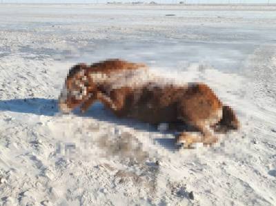 Неизвестные распространили фейк о заживо замерзших лошадях в Верхнеуральском районе - u24.ru - Атырауская обл.