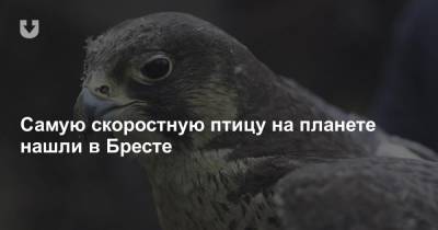 Самую скоростную птицу на планете нашли в Бресте - news.tut.by - Брест