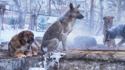 Не остались в стороне: полицейские Югры закупили корм для бездомных животных - 5-tv.ru - Югра - Нягань
