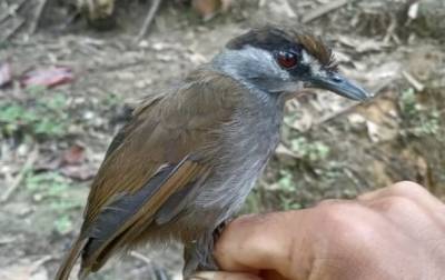 Индонезия - На Борнео заново открыли уникальную птицу - korrespondent.net - Indonesia