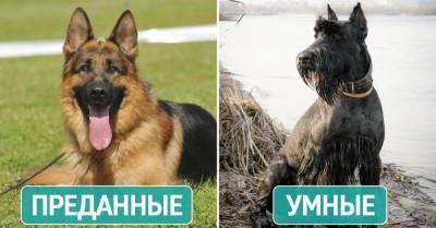 Самые верные породы собак, что могут однажды спасти твою жизнь - skuke.net
