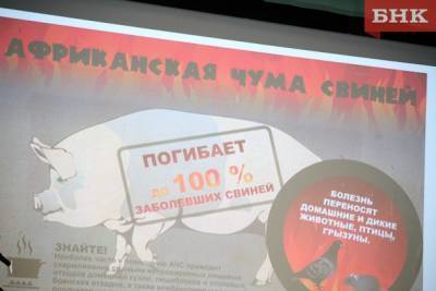 У жителей Коми забрали 400 свиней - bnkomi.ru - респ. Коми - Сыктывкар
