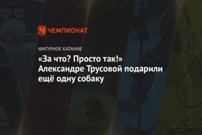 Александра Трусова - «За что? Просто так!» Александре Трусовой подарили ещё одну собаку - championat.com - Стокгольм
