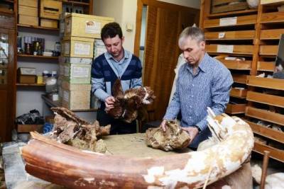 Ученые раскрыли тайну гибели динозавров - rosbalt.ru