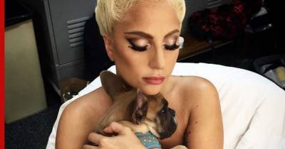 Леди Гага - Бульдоги Леди Гаги вернулись к ней после похищения - profile.ru - Лос-Анджелес - Рим
