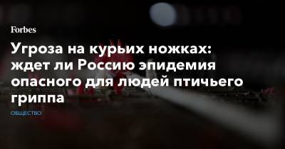Ринат Максютов - Угроза на курьих ножках: ждет ли Россию эпидемия опасного для людей птичьего гриппа - forbes.ru - Новосибирск - Астраханская обл. - район Ахтубинский