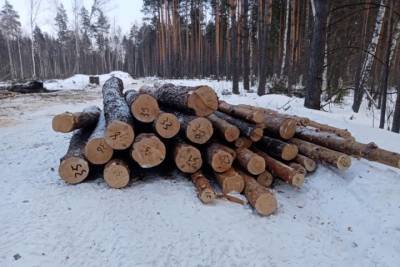В Тамбовской области задержали подозреваемого в незаконной вырубке леса - tambov.mk.ru - Тамбов - Тамбовская обл.
