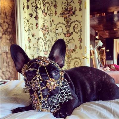 Леди Гага - Собаки Леди Гаги, за находку которых она объявила награду в $500 тысяч, вернулись к хозяйке - nakanune.ru