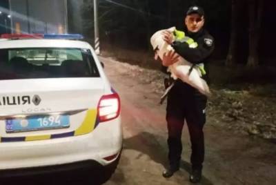 В Винницкой области дальнобойщик спас лебедя: где будет жить птица - 24tv.ua - Винницкая обл. - Новости