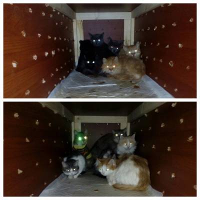 Выброшенных в 40-градусный мороз воркутинских котов удалось пристроить в Сыктывкаре - komiinform.ru - респ. Коми - Сыктывкар