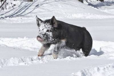 Как содержать свиней зимой - skuke.net - Россия