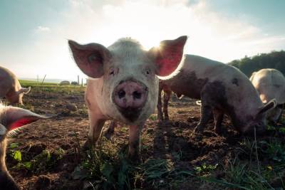 Борцы за права животных требуют перестать ругаться словами "свинья", "змея", "крыса" - 24tv.ua - Новости