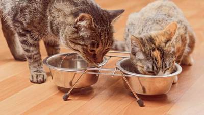 Как правильно кормить кошек, выяснили ученые - lenta.ua - Канада