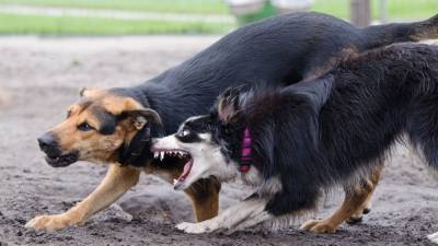 Владимир Уйба - Бродячие псы истерзали ребенка в Республике Коми - nation-news.ru - респ. Коми - Печора