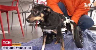 В Украине становится популярным давать приют животным с инвалидностью: что следует знать - tsn.ua