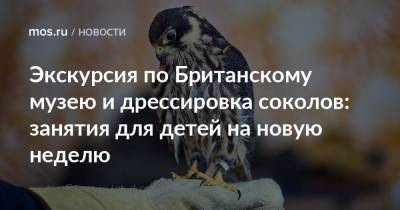 Экскурсия по Британскому музею и дрессировка соколов: занятия для детей на новую неделю - mos.ru - Москва - Англия