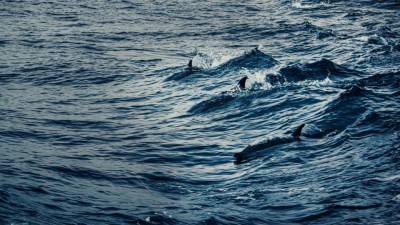 Дмитрий Лисицын - Эксперт Лисицын оценил запрет на вылов дельфинов для океанариумов - nation-news.ru