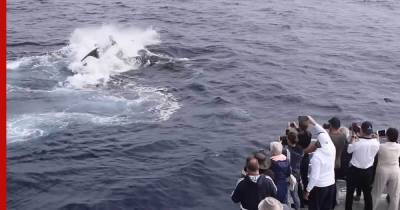 Горбатый кит отбился от атаки двух стай косаток: видео - profile.ru - Австралия - штат Западная