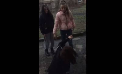 Поставили на колени и избили: в Кривом Роге школьницы издевались над сверстницей – видео 18+ - 24tv.ua - Львов - Кривой Рог - Новости
