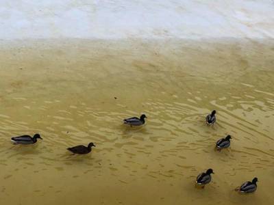 В Смольном считают, что пожелтевшая вода в Питере – это "абсолютно естественно" - sobesednik.ru - Санкт-Петербург