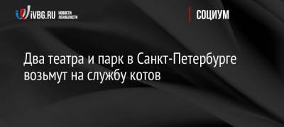 Два театра и парк в Санкт-Петербурге возьмут на службу котов - ivbg.ru - Россия - Ленинградская обл. - Санкт-Петербург