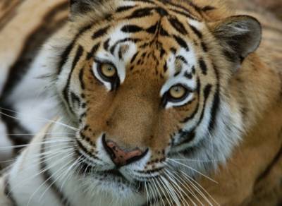 Тигрицу-людоеда, в январе убившую охотника, отстрелили в Хабаровском крае - interfax-russia.ru - Хабаровский край - Хабаровск