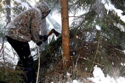 Ивановец, срубивший на забор 14 елей, предстал перед судом - mkivanovo.ru