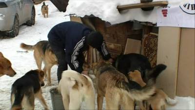 В Уфе может появиться заповедник для бродячих собак - bash.news - Уфа