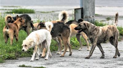 В Астраханской области чиновники не осуществляли должным образом контроль за отловом собак - astrakhanfm.ru - Астраханская обл. - район Красноярский