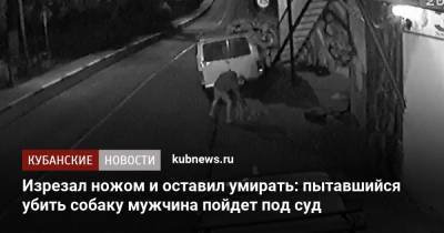 Изрезал ножом и оставил умирать: пытавшийся убить собаку мужчина пойдет под суд - kubnews.ru - Сочи - Волгоградская обл.