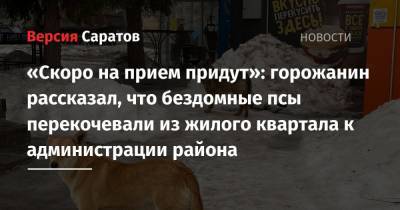«Скоро на прием придут»: горожанин рассказал, что бездомные псы перекочевали из жилого квартала к администрации района - nversia.ru - район Заводский