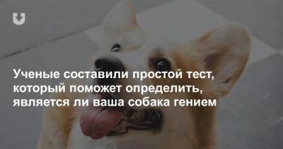 Ученые составили простой тест, который поможет определить, является ли ваша собака гением - news.tut.by