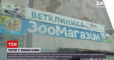 Несколько животных погибли, другие обожглись: в Харькове горячей водой затопило ветклинику и зоомагазин (видео) - tsn.ua - Киев - Харьков - район Харькова