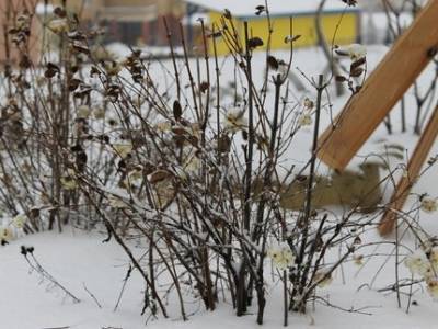 В Уфе опубликован график очистки дворов от снега на 4 февраля - ufatime.ru - Уфа - район Демский