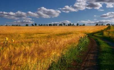 Россия впервые за 80 лет по-настоящему выправила продовольственный баланс - argumenti.ru - Продовольствие