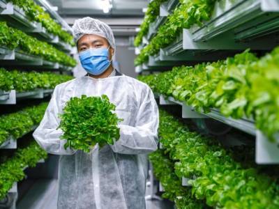 Преимущество вертикальных ферм — независимость от климата - agroportal.ua - Япония - Голландия
