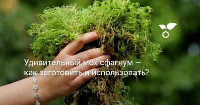 Удивительный мох сфагнум — как заготовить и использовать? - skuke.net - Австралия - Канада - Новая Зеландия - Чили