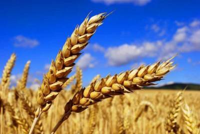 Агро - Египет закупил украинскую пшеницу - 24tv.ua - Египет