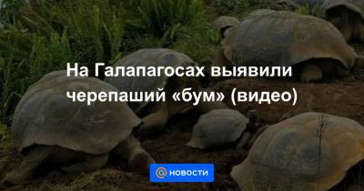 На Галапагосах выявили черепаший «бум» (видео) - news.mail.ru