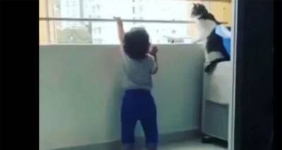 "А ну, убери руки!": Кошка чудом спасла малыша от падения с балкона - ru.armeniasputnik.am