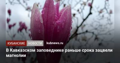 В Кавказском заповеднике раньше срока зацвели магнолии - kubnews.ru