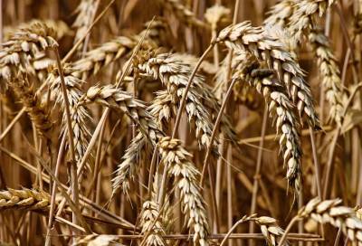 Названы зерновые продукты, повышающие риск смерти - online47.ru - Бельгия - Голландия