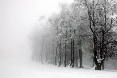 Погода в Новосибирске 4 февраля: снег весь день - novos.mk.ru - Новосибирск