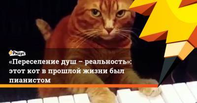 «Переселение душ – реальность»: этот кот в прошлой жизни был пианистом - ridus.ru