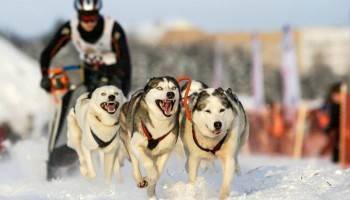 Лай чемпионов услышат в Тотемском районе - vologda-poisk.ru - Белоруссия