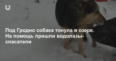 Под Гродно собака тонула в озере. На помощь пришли водолазы-спасатели - news.tut.by